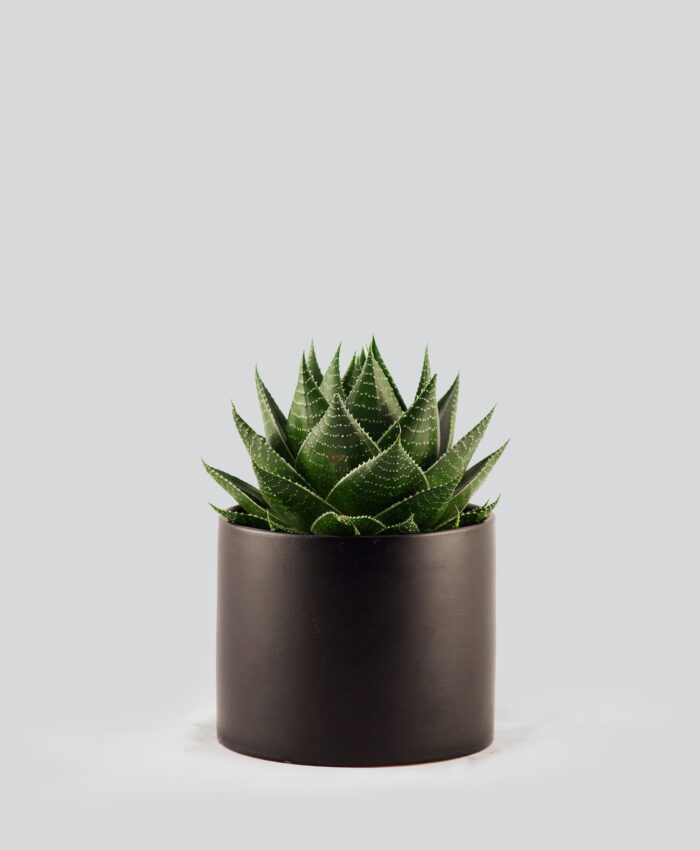 Aloe cosmo juodame vazone