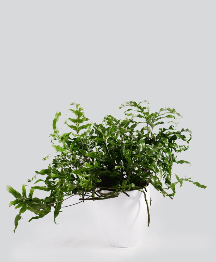 Microsorum diversifolium baltame vazone