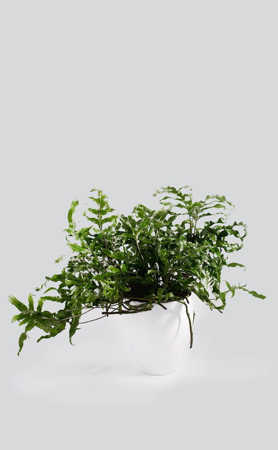 Microsorum diversifolium baltame vazone