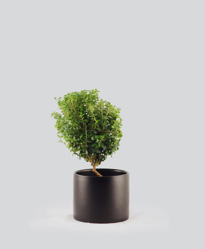 Myrsine africana juodame vazone