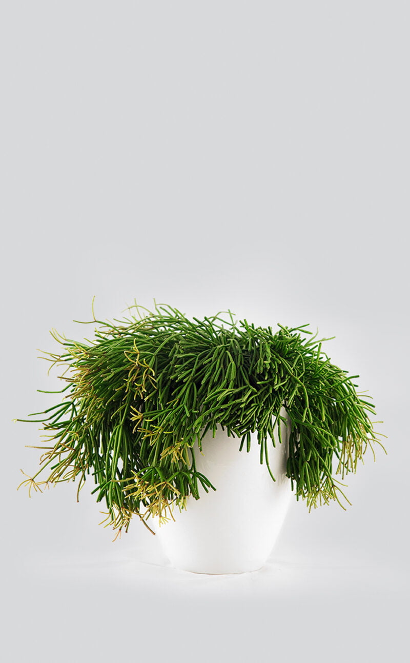 Rhipsalis baltame vazone