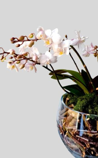 Orchidėja Phalaenopsis Wild Tiger - Gėlės studija