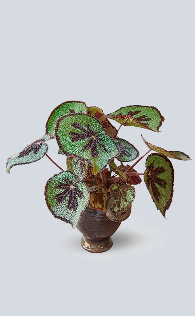 Begonia masoniana