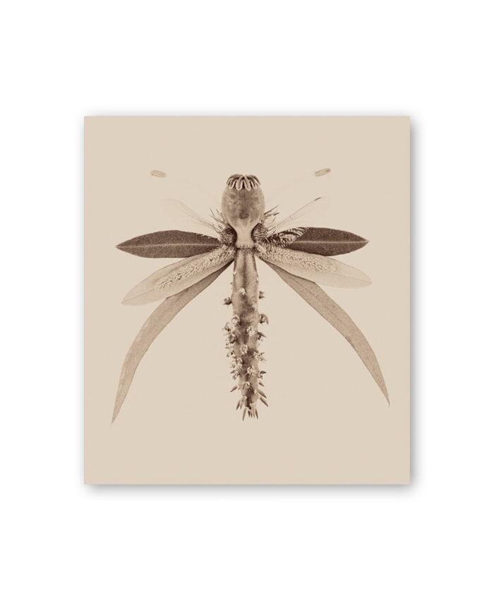 atvirute su drugeliu. Sepia spalva. Skandinaviškas dizainas.