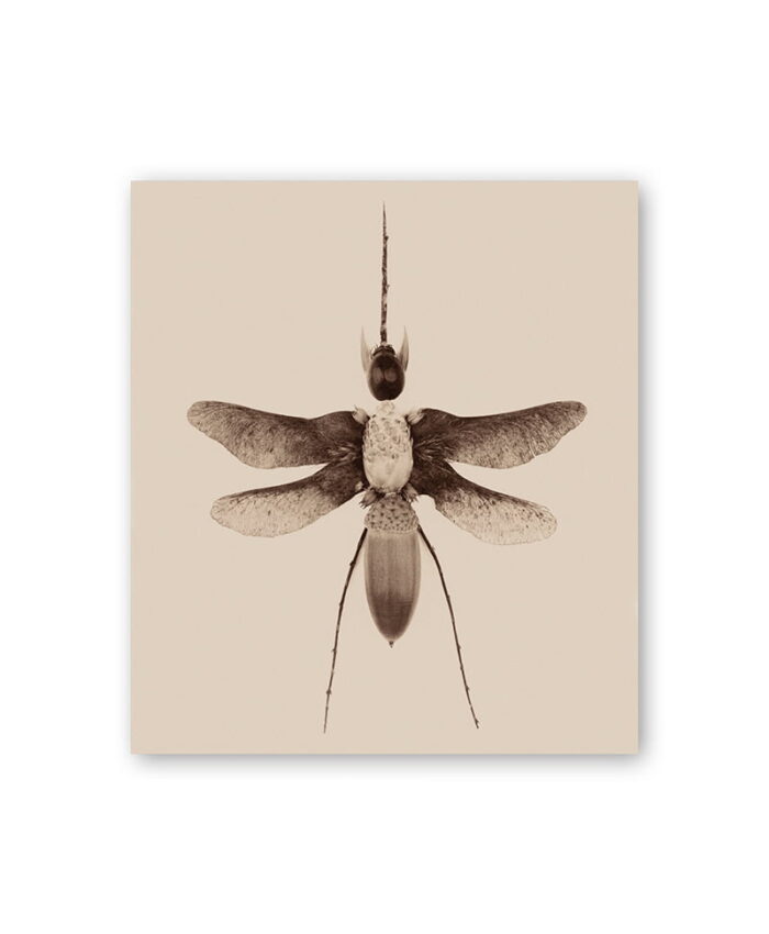 atvirute su drugeliu. Sepia spalva. Skandinaviškas dizainas.