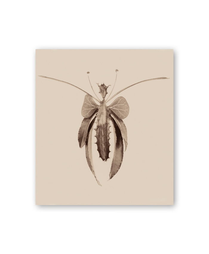 atvirute su drugeliu. Sepia spalva. Skandinaviškas dizainas.