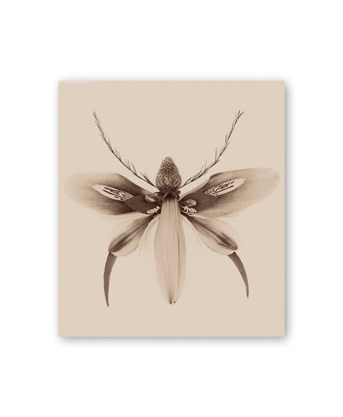 atvirute su drugeliu. Sepia spalva. Skandinaviškas dizainas.