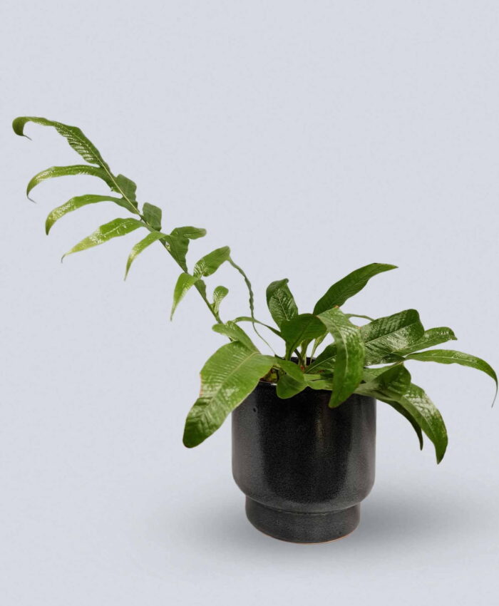 Kambarinis augalas Aglaomorfa coronans