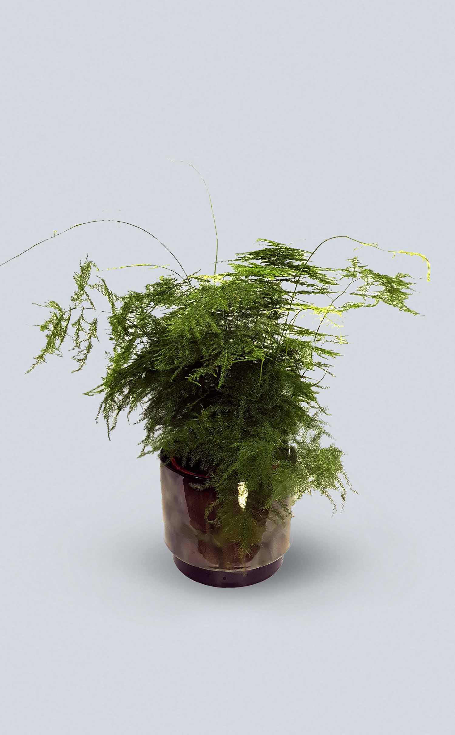 Kambarinis augalas Asparagus /smidras/