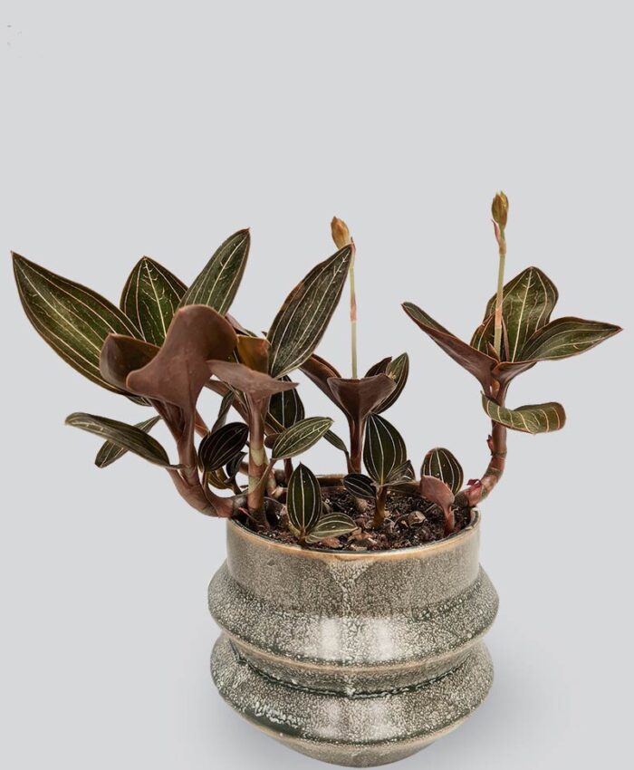 Orchidėja Ludisia diskolor | Gėlės studija