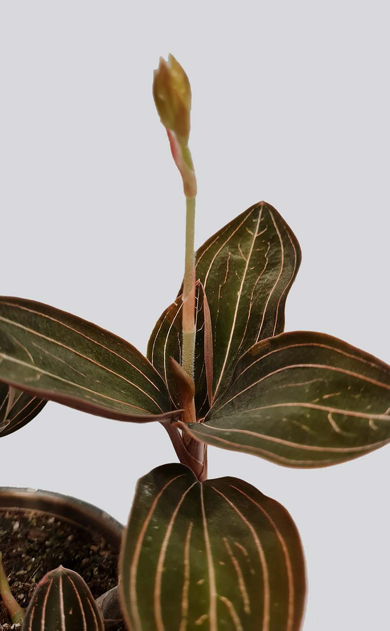 Orchidėja Ludisia diskolor | Gėlės studija