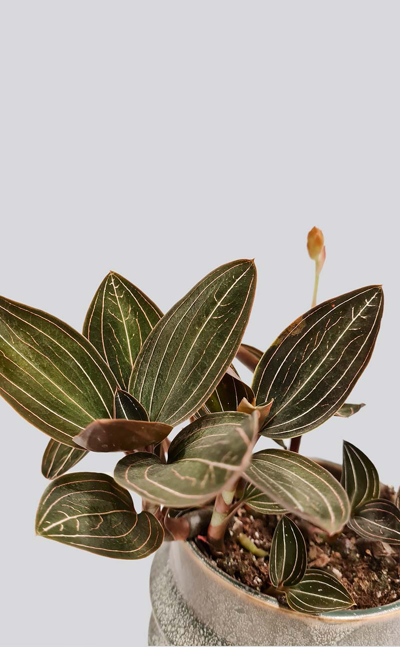 Orchidėja Ludisia diskolor | Gėlės studija