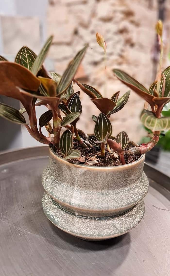Orchidėja Ludisia diskolor | Gėlės studija