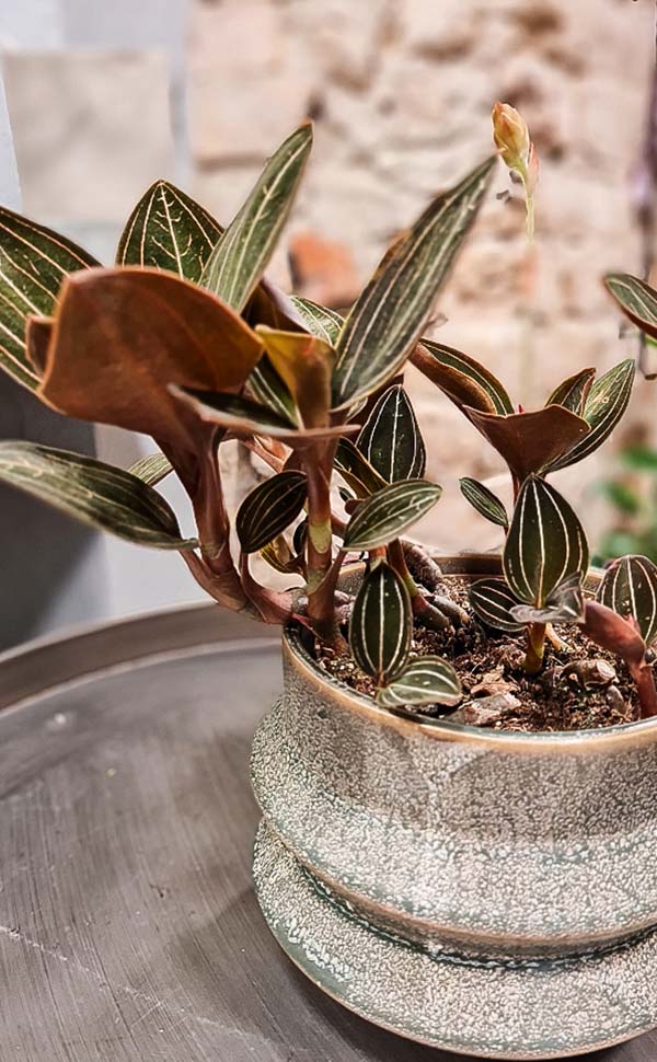 Orchidėja Ludisia diskolor | Gėlės studija
