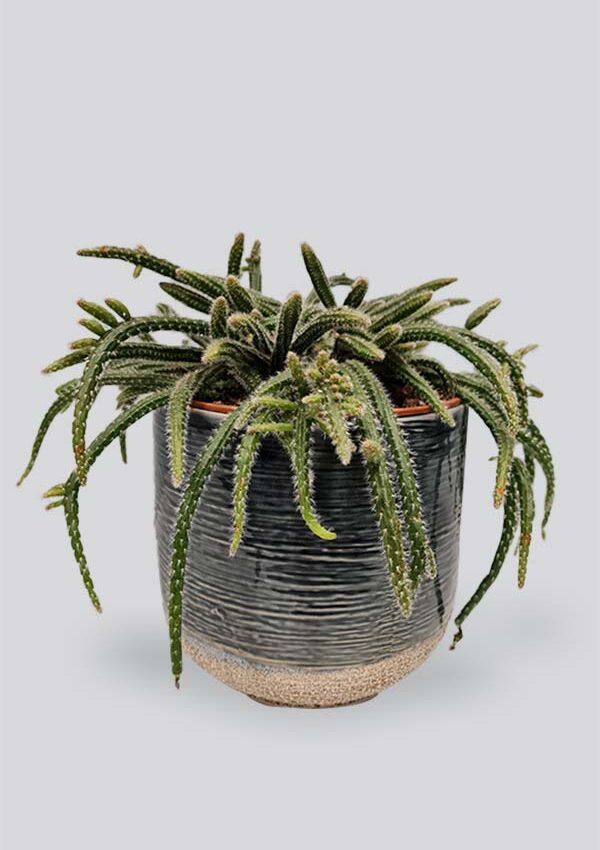 Kambarinis augalas Philodendron birkin | Gėlės studija