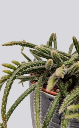 Kambarinis augalas Philodendron birkin | Gėlės studija