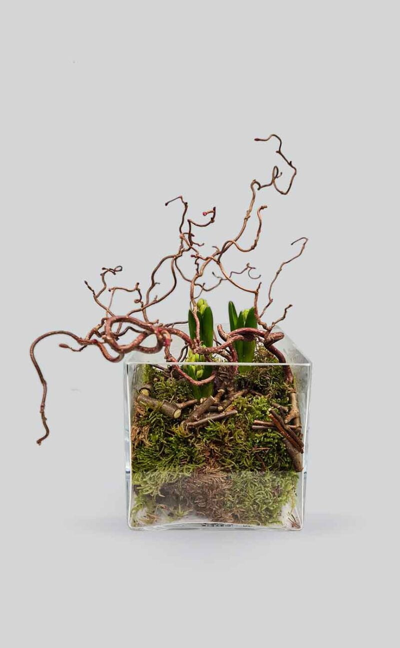 Augalų kompozicija su hiacintu | Gėlės studija