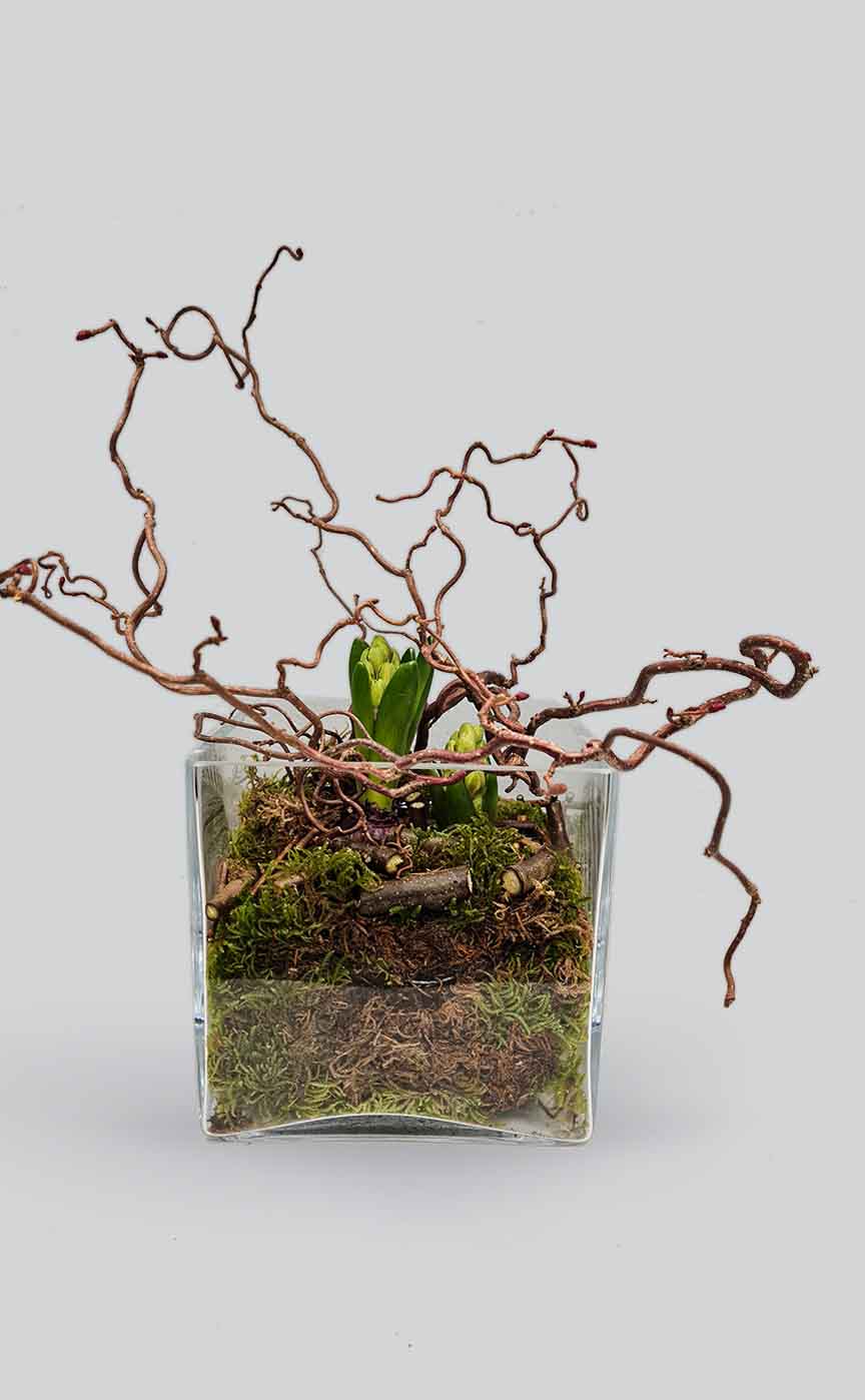 Augalų kompozicija su hiacintu | Gėlės studija