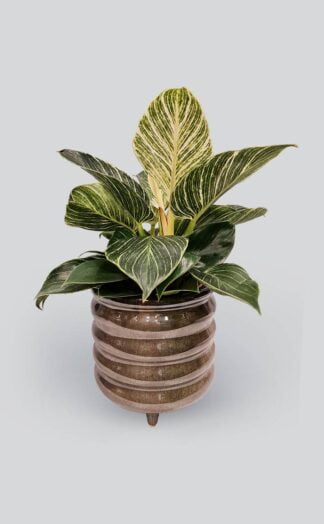 Kambarinis augalas Philodendron birkin | Geles_studija