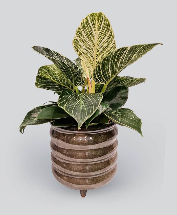 Kambarinis augalas Philodendron birkin | Geles_studija