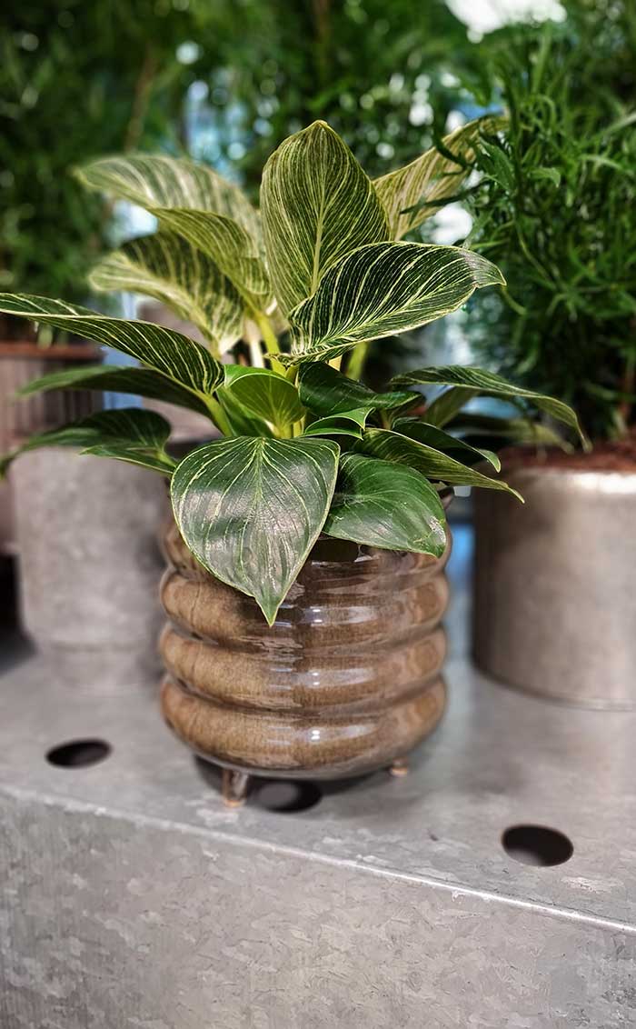 Kambarinis augalas Philodendron birkin | Geles_studija