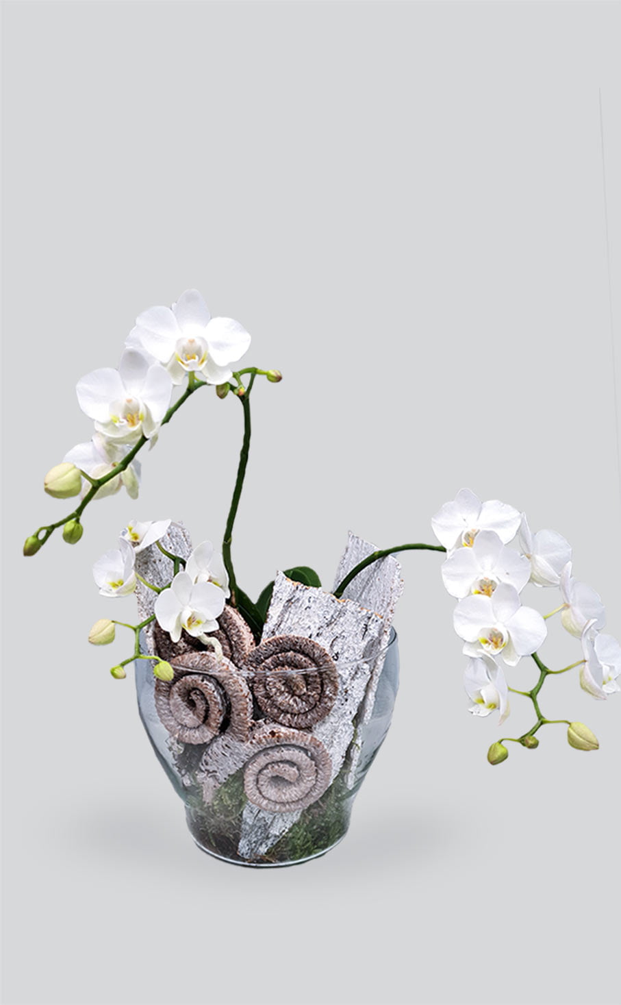 Kompozicija su orchidėja Ledo karalienė | Gėlės studija