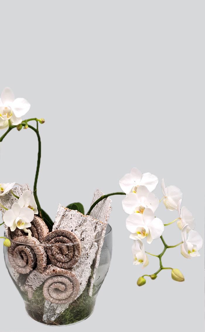 Kompozicija su orchidėja Ledo karalienė | Gėlės studija
