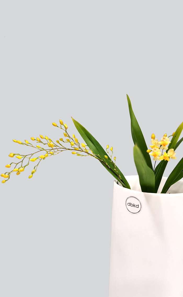 Orchidėja Mini Oncidium baltoje vazoje | Gėlės studija