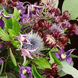 Gėlė astrantija