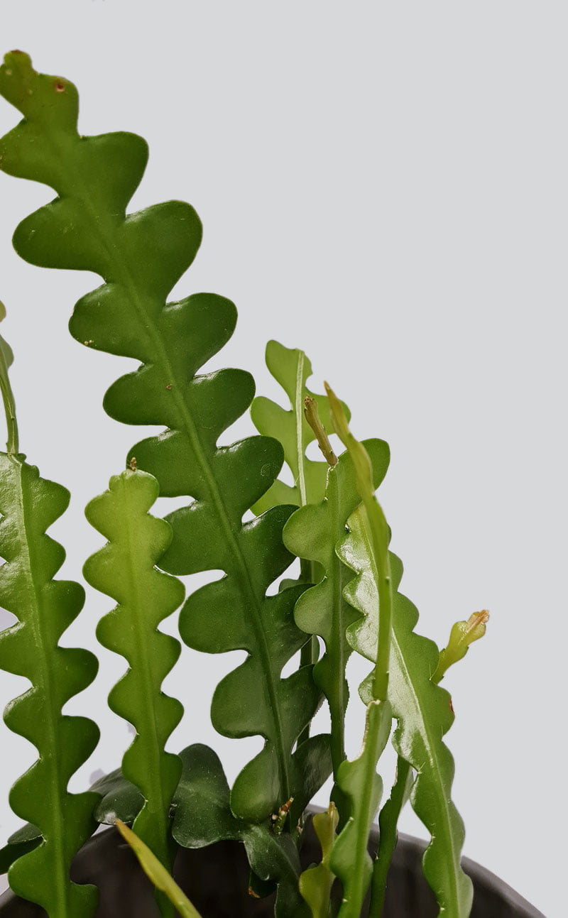 Kambarinis augalas Epyphyllum anguliger kampuotasis lapenis | Gėlės Studija