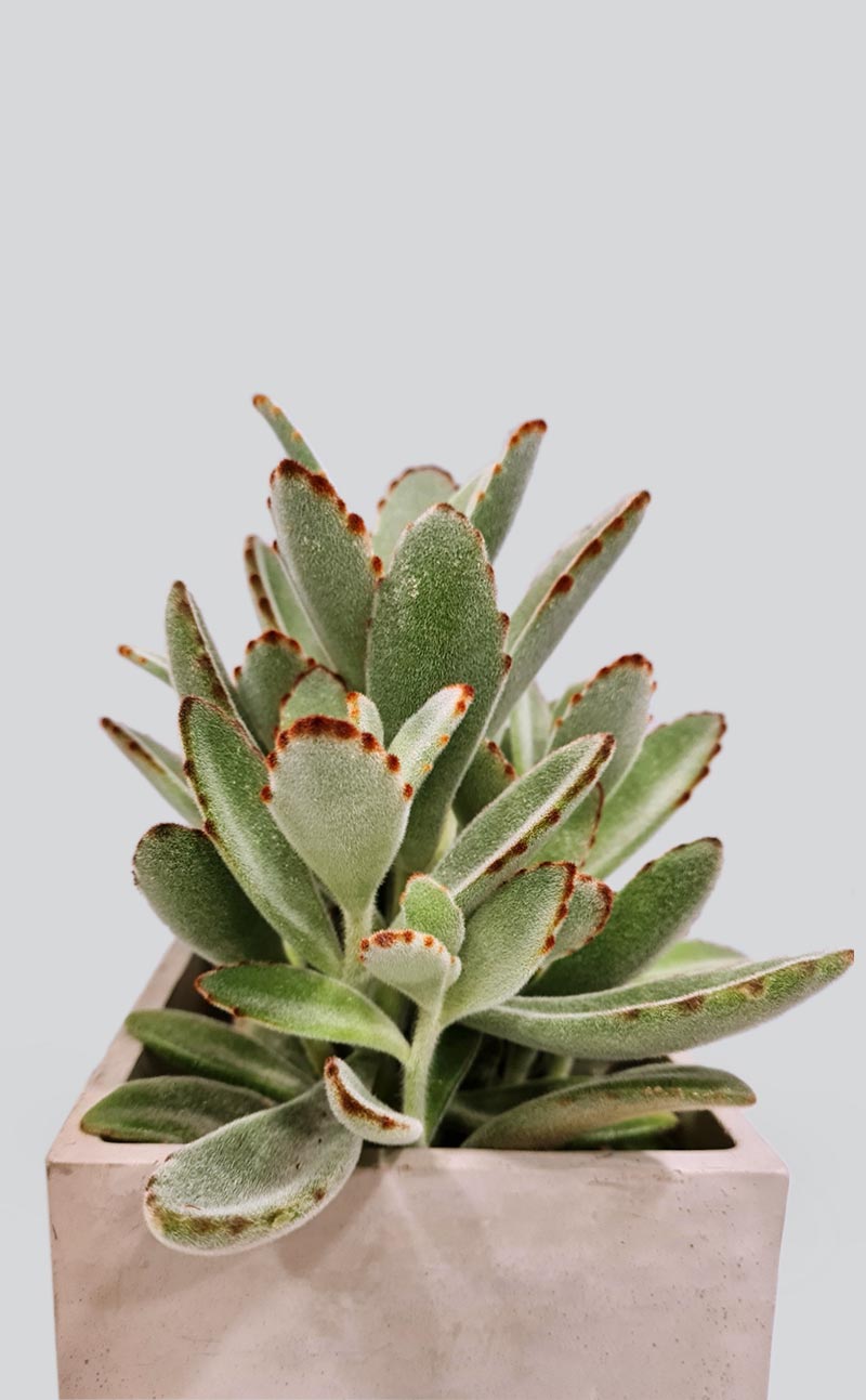 Kambarinis augalas Kalanchoe tomentosa - Pūkuotoji kalankė | Gėlės studija |