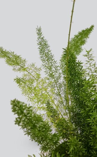 Kambarinis augalas smidras Asparagus Meyer | Gėlės Studija