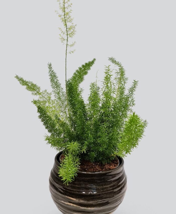 Kambarinis augalas smidras Asparagus Meyer | Gėlės Studija