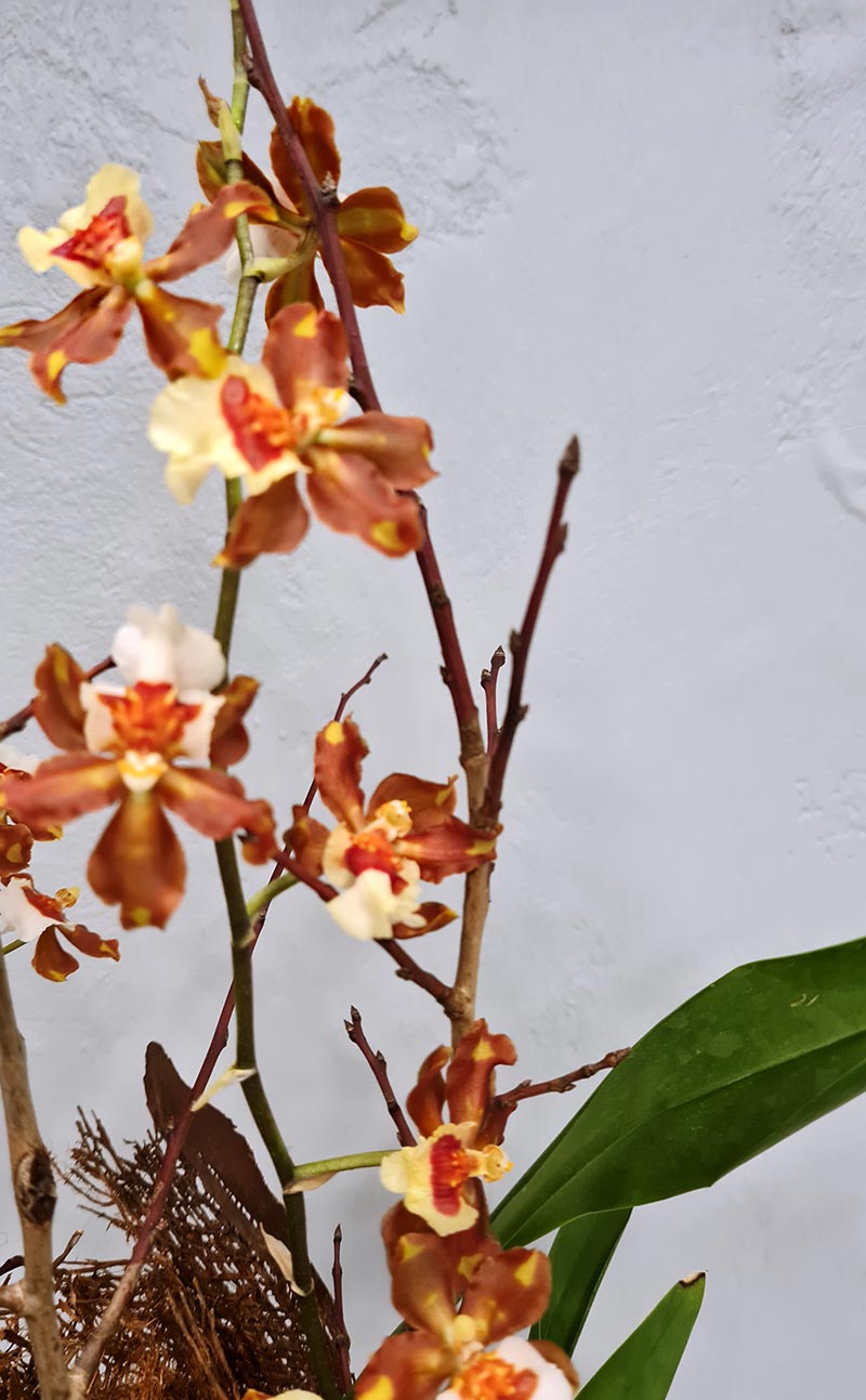 Kompozicija su orchidėja Dendrobium stikliniame inde | Geles studija |