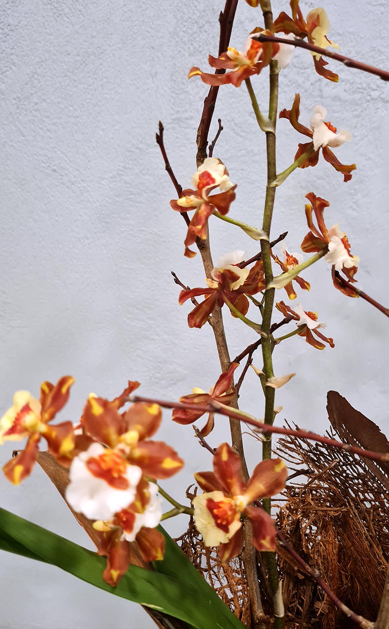 Kompozicija su orchidėja Dendrobium stikliniame inde | Geles studija |