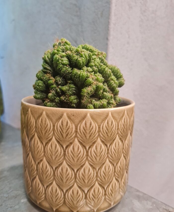 Cereus Peruvianus Monstrouza su vazonu
