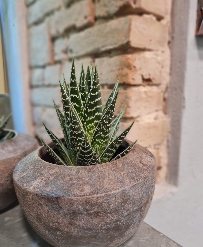 Aloe Thiki Taki su vazonu