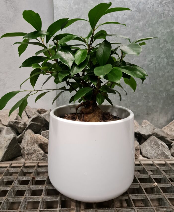 Fikusas bonsai (Ficus microphylla Ginseng)
