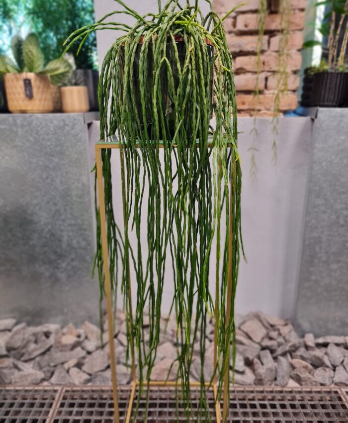 Rhipsalis Paradoxa Minor