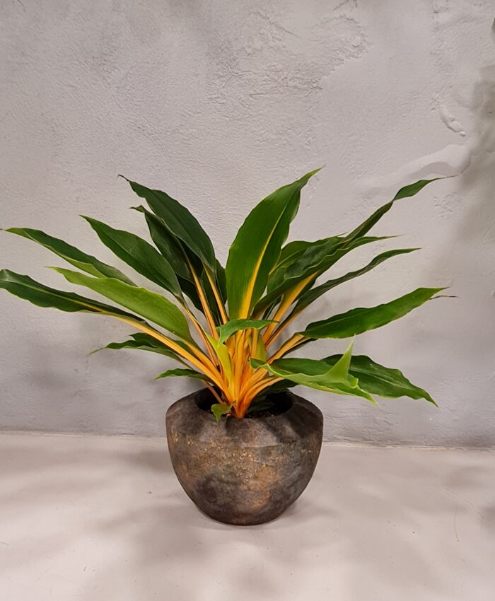Chlorofitas (Chlorophytum orchydastrum " Green orange")