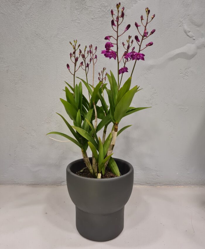Orchidėja ( Orchidea Dendrobium Berry Oda)