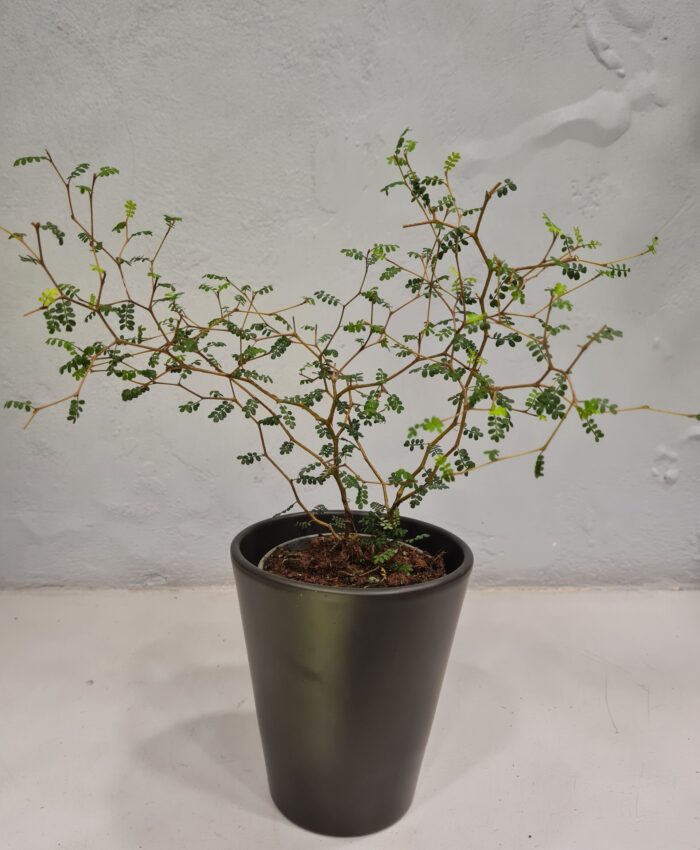 Gulsčioji Sofora (Sophora prostrata)