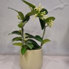 Stephanotis floribunda