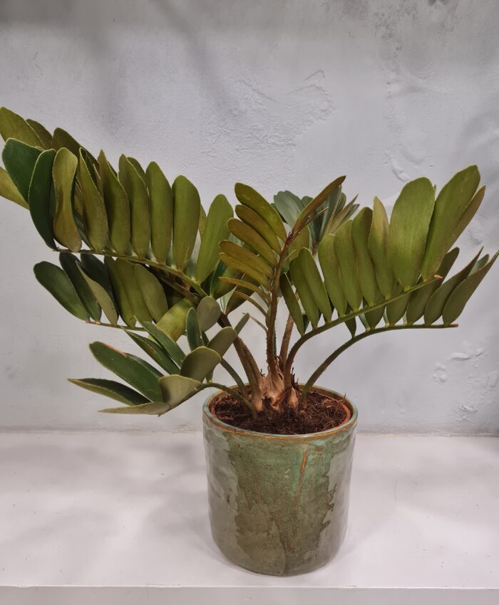 Zamija (Zamia)