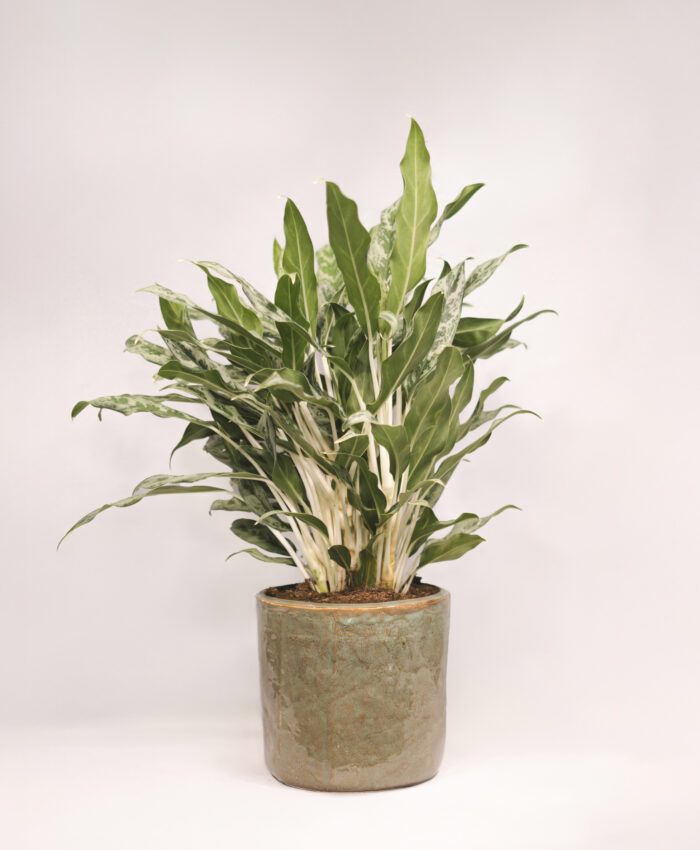 Aglaonema Greyhound