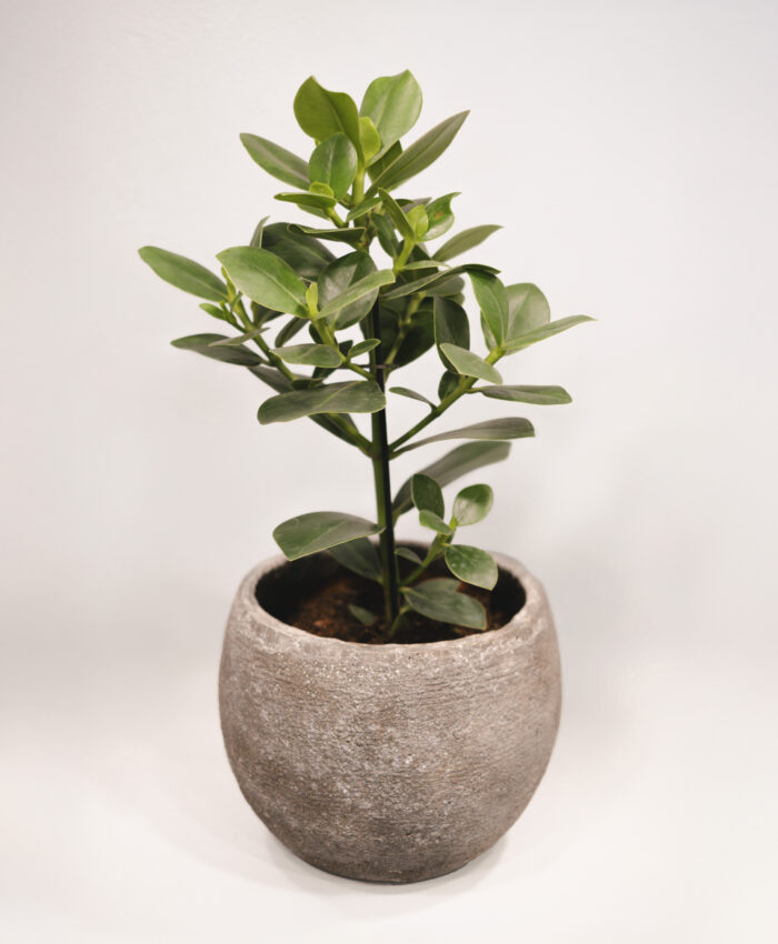Kluzija (Clusia rosea)