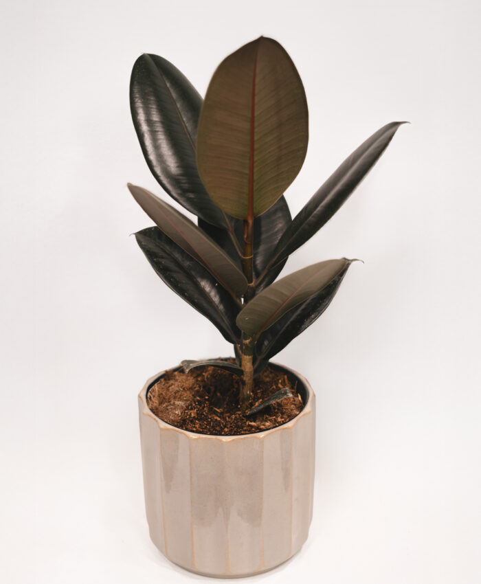 Stambialapis elastinis Fikusas (Fikus elastica)