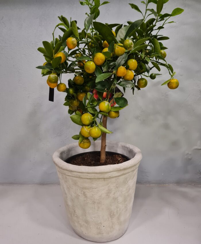 Mandarinmedis, Calamondino (Citrus mitis)