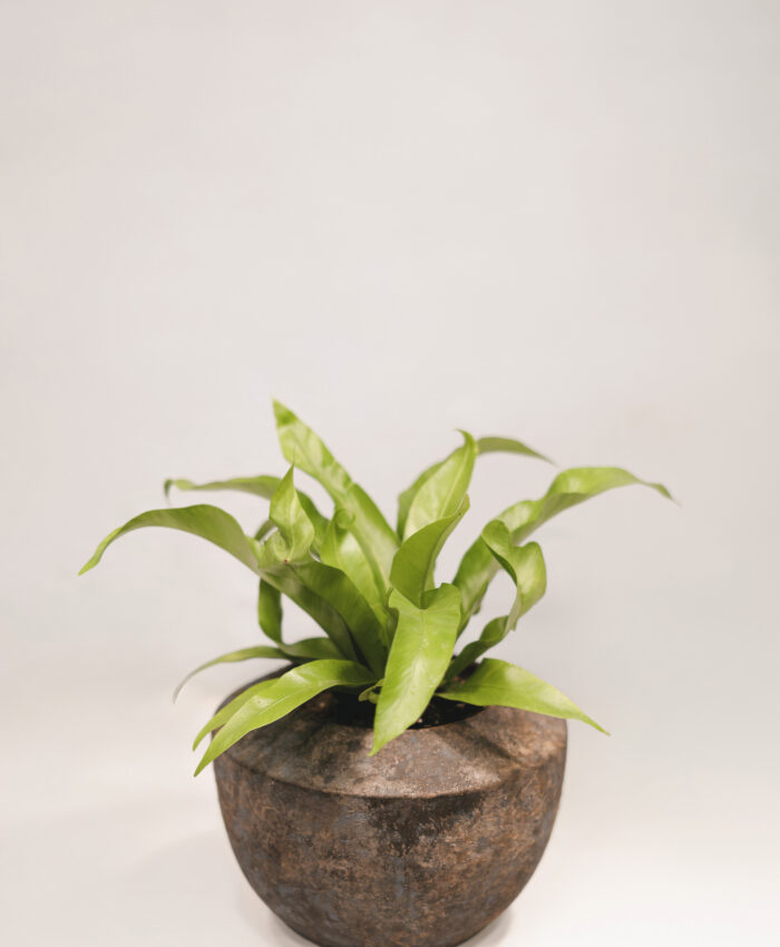Kalnarūtė (Asplenium Antiguum)