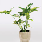 Filodendras (Philodendron Fun Bun)